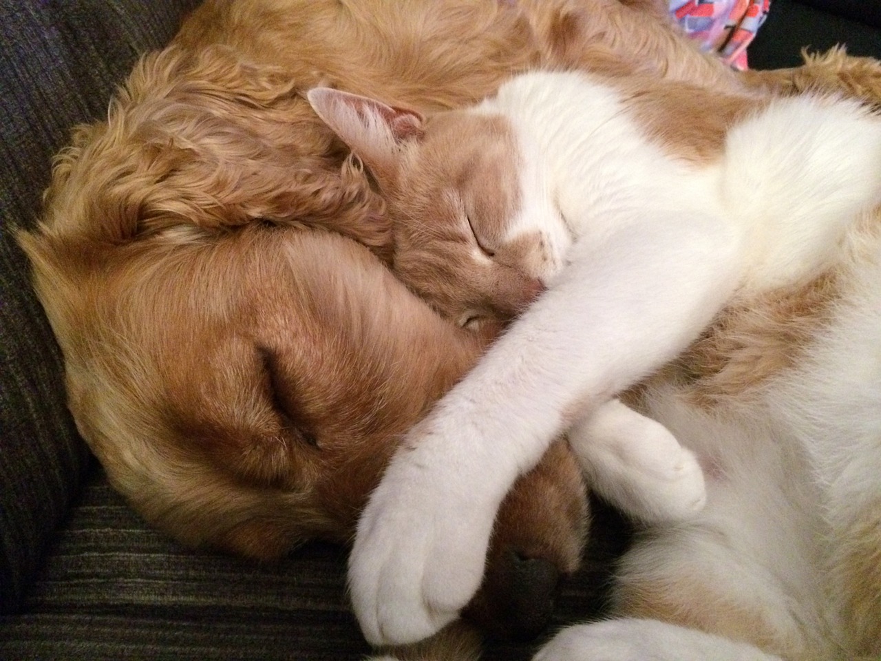 Las diferencias entre los amantes de los perros y de los gatos